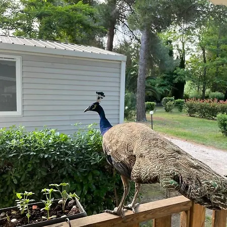 Mobil مكان تخييم *